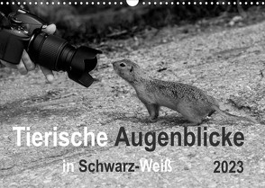 Tierische Augenblicke in Schwarz-Weiß (Wandkalender 2023 DIN A3 quer) von Drews,  Marianne