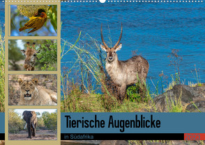 Tierische Augenblicke in Südafrika (Wandkalender 2023 DIN A2 quer) von W. Saul,  Norbert