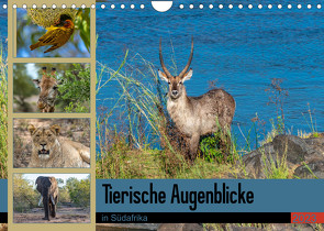 Tierische Augenblicke in Südafrika (Wandkalender 2023 DIN A4 quer) von W. Saul,  Norbert