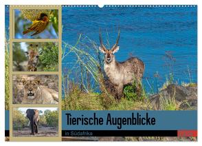 Tierische Augenblicke in Südafrika (Wandkalender 2024 DIN A2 quer), CALVENDO Monatskalender von W. Saul,  Norbert