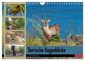 Tierische Augenblicke in Südafrika (Wandkalender 2024 DIN A4 quer), CALVENDO Monatskalender von W. Saul,  Norbert