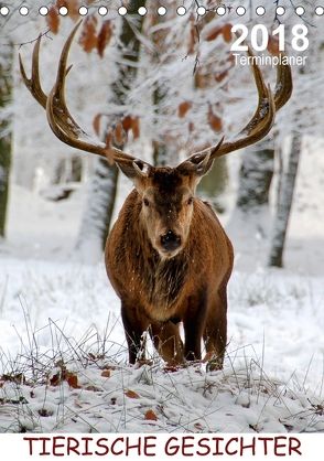 Tierische Gesichter / Planer (Tischkalender 2018 DIN A5 hoch) von Düll,  Sigrun