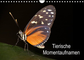 Tierische Momentaufnahmen (Wandkalender 2022 DIN A4 quer) von Krakowski,  Conny