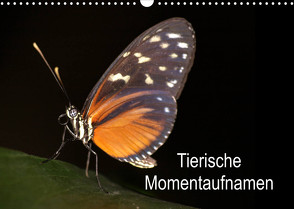 Tierische Momentaufnahmen (Wandkalender 2023 DIN A3 quer) von Krakowski,  Conny