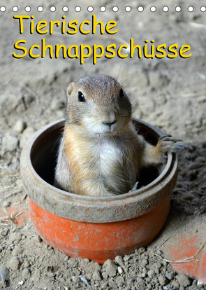 Tierische Schnappschüsse (Tischkalender 2023 DIN A5 hoch) von Kaina,  Miriam