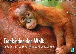 Tierkinder der Welt: Drolliger Nachwuchs (Wandkalender 2019 DIN A2 quer) von CALVENDO