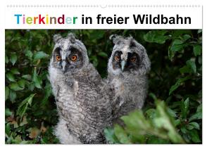 Tierkinder in freier Wildbahn (Wandkalender 2024 DIN A2 quer), CALVENDO Monatskalender von Bachmeier,  Günter