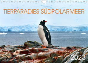 Tierparadies Südpolarmeer (Wandkalender 2023 DIN A4 quer) von Bergermann,  Manfred