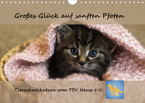 Tierschutzkatzen vom TSV-Neuss – Großes Glück auf sanften Pfoten (Wandkalender 2021 DIN A4 quer) von B,  Jane