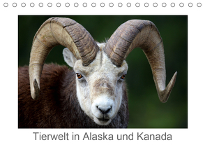 Tierwelt in Alaska und Kanada (Tischkalender 2021 DIN A5 quer) von Braue,  Carsten
