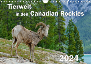 Tierwelt in den Canadian Rockies (Wandkalender 2024 DIN A4 quer) von Wilczek,  Dieter-M.