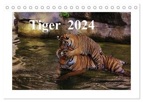 Tiger 2024 (Tischkalender 2024 DIN A5 quer), CALVENDO Monatskalender von Hennig,  Jörg