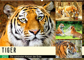 Tiger. Die schönsten Katzen der Erde (Wandkalender 2022 DIN A2 quer) von Hurley,  Rose