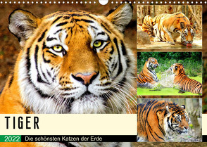 Tiger. Die schönsten Katzen der Erde (Wandkalender 2022 DIN A3 quer) von Hurley,  Rose