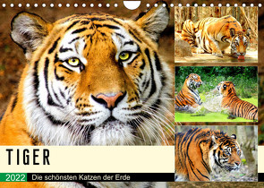 Tiger. Die schönsten Katzen der Erde (Wandkalender 2022 DIN A4 quer) von Hurley,  Rose