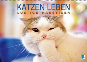 Katzen-Leben: Lustiger Haustiger (Wandkalender 2019 DIN A2 quer) von CALVENDO