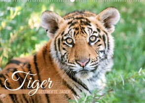 Tiger: Gestreifte Jäger (Wandkalender 2022 DIN A2 quer) von CALVENDO