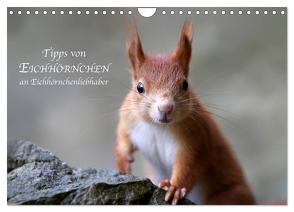 Tipps von Eichhörnchen an Eichhörnchenliebhaber (Wandkalender 2024 DIN A4 quer), CALVENDO Monatskalender von Cerny,  Birgit