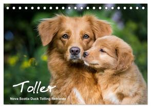 Toller – Nova Scotia Duck Tolling Retriever (Tischkalender 2024 DIN A5 quer), CALVENDO Monatskalender von Auerbach,  Anna