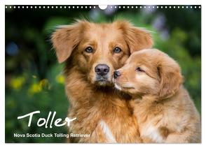 Toller – Nova Scotia Duck Tolling Retriever (Wandkalender 2024 DIN A3 quer), CALVENDO Monatskalender von Auerbach,  Anna