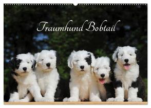 Traumhund Bobtail (Wandkalender 2024 DIN A2 quer), CALVENDO Monatskalender von Starick,  Sigrid