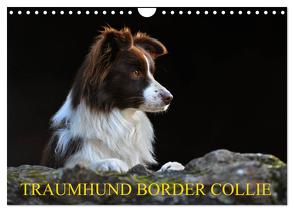 Traumhund Border Collie (Wandkalender 2024 DIN A4 quer), CALVENDO Monatskalender von Starick,  Sigrid