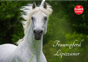 Traumpferd Lipizzaner (Wandkalender 2023 DIN A2 quer) von Starick,  Sigrid