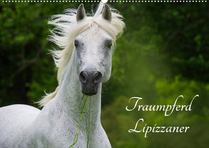 Traumpferd Lipizzaner (Wandkalender 2023 DIN A2 quer) von Starick,  Sigrid