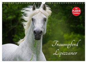 Traumpferd Lipizzaner (Wandkalender 2024 DIN A3 quer), CALVENDO Monatskalender von Starick,  Sigrid