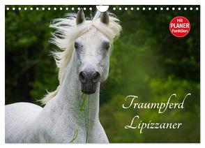 Traumpferd Lipizzaner (Wandkalender 2024 DIN A4 quer), CALVENDO Monatskalender von Starick,  Sigrid