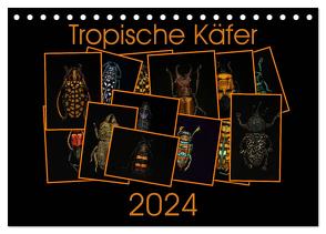 Tropische Käfer (Tischkalender 2024 DIN A5 quer), CALVENDO Monatskalender von Körner,  Burkhard