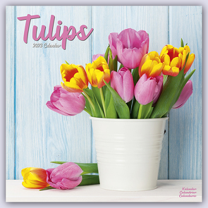 Tulips – Tulpen 2023