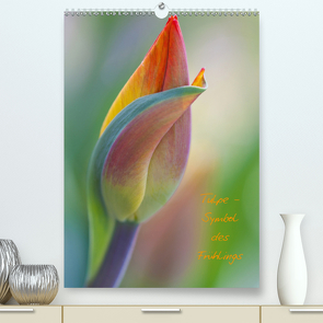 Tulpe – Symbol des Frühlings (Premium, hochwertiger DIN A2 Wandkalender 2021, Kunstdruck in Hochglanz) von Kuhlmann,  Marita