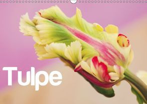 Tulpe (Wandkalender 2019 DIN A3 quer) von JUSTART