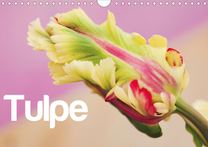 Tulpe (Wandkalender 2020 DIN A4 quer) von JUSTART