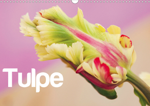 Tulpe (Wandkalender 2021 DIN A3 quer) von JUSTART