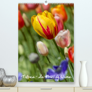 Tulpen – die Frühlingsblume (Premium, hochwertiger DIN A2 Wandkalender 2023, Kunstdruck in Hochglanz) von Immephotography