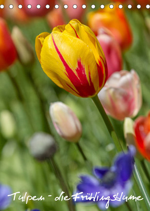 Tulpen – die Frühlingsblume (Tischkalender 2023 DIN A5 hoch) von Immephotography