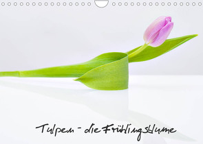 Tulpen – die Frühlingsblume (Wandkalender 2022 DIN A4 quer) von Immephotography