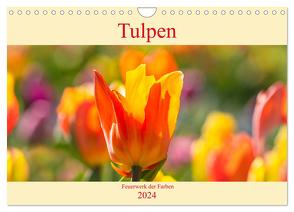 Tulpen – Feuerwerk der Farben (Wandkalender 2024 DIN A4 quer), CALVENDO Monatskalender von Scheurer,  Monika