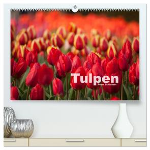 Tulpen (hochwertiger Premium Wandkalender 2024 DIN A2 quer), Kunstdruck in Hochglanz von Schickert,  Peter