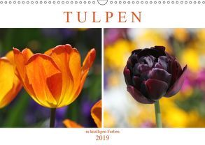 Tulpen in knalligen Farben (Wandkalender 2019 DIN A3 quer) von SchnelleWelten