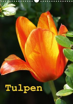 Tulpen (Posterbuch DIN A3 hoch) von LoRo-Artwork,  k.A.