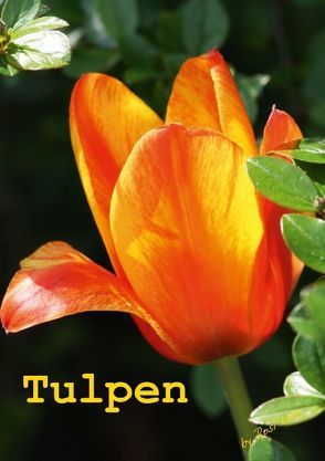 Tulpen (Posterbuch DIN A4 hoch) von LoRo-Artwork,  k.A.