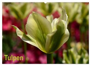 Tulpen (Wandkalender 2024 DIN A2 quer), CALVENDO Monatskalender von Haas,  Willi