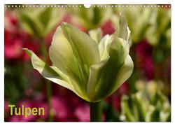 Tulpen (Wandkalender 2024 DIN A3 quer), CALVENDO Monatskalender von Haas,  Willi