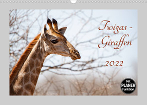 Twigas – Giraffen (Wandkalender 2022 DIN A3 quer) von und Holger Karius,  Kirsten