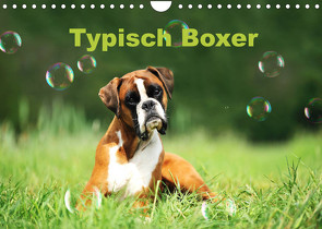 Typisch Boxer (Wandkalender 2023 DIN A4 quer) von Janetzek,  Yvonne