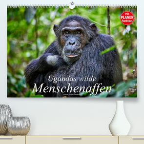 Ugandas wilde Menschenaffen (Premium, hochwertiger DIN A2 Wandkalender 2023, Kunstdruck in Hochglanz) von Ritterbach,  Jürgen