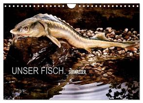 UNSER FISCH. SÜßWASSER. (Wandkalender 2024 DIN A4 quer), CALVENDO Monatskalender von morgenstern,  arne